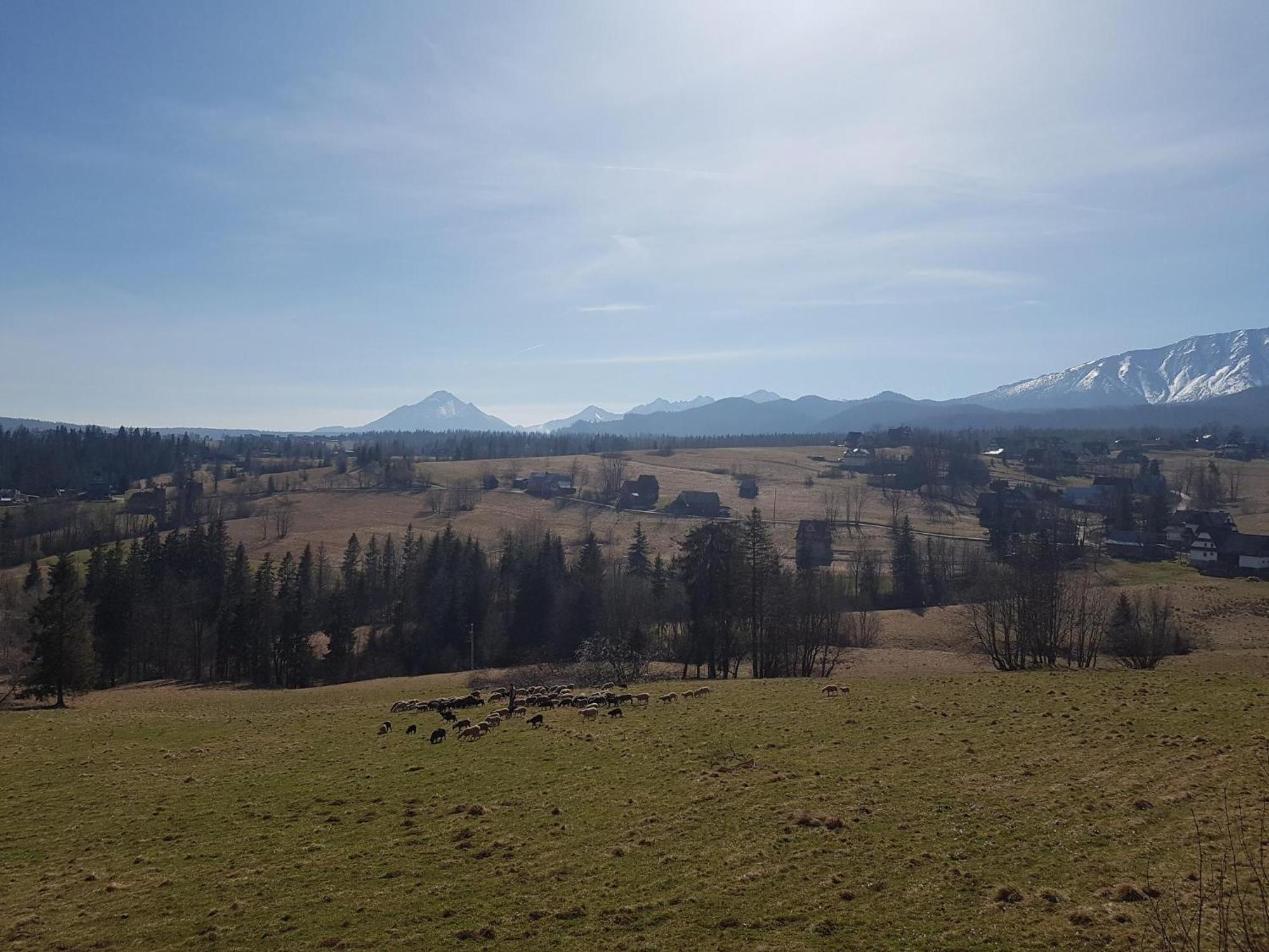 Villa Dorota Zakopane Exteriör bild