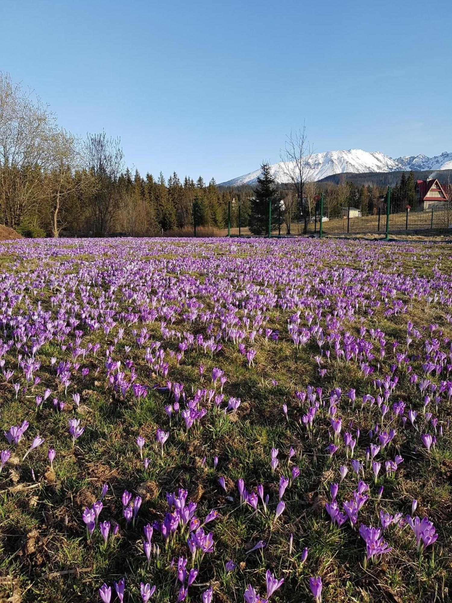 Villa Dorota Zakopane Exteriör bild